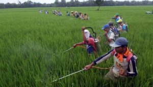 Pemko Pariaman Fasilitasi Petani Kendalikan Hama