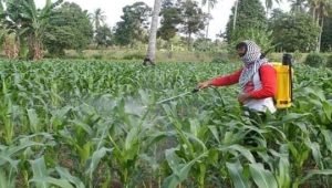Panen Jagung Melimpah, Nuzirwan Dorong Petani Lakukan Ini!