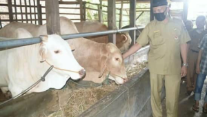 Pemko Padang Tinjau Kesiapan Hewan Qurban Jelang Idul Adha