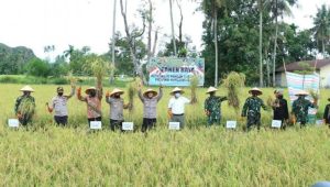 Upaya Dukung Kestabilan Pangan, Pemko Padang Gelar Panen Raya Padi