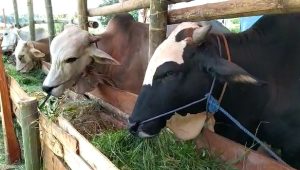 Jual Beli Hewan Kurban Online Diperbolehkan