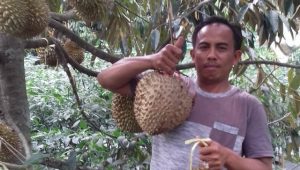 Panen Durian di Agam, 3000 Durian Siap Dipasarkan ke Riau-Jakarta