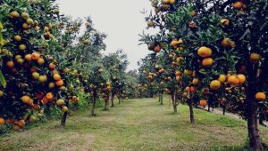 Pikat Wisatawan, Pemkab Agam Kembangkan Holtikultura Tanaman Buah di Lokasi Objek Wisata
