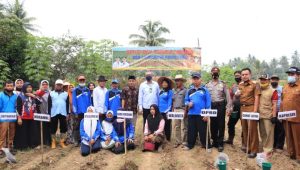Lahan Kosong Jadi Perkebunan Jagung,  Pemko Payakumbuh Bantu Petani Pasarkan Produk