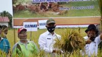 Ketahanan Pangan, Pemko Padang Apresiasi Panen Perdana Penangkar Padi Sawah di Sungai Sapih