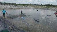 Genjot Budidaya Tambak Udang Tingkatkan Perekonomian, Juga Meminimalisir  Pencemaran