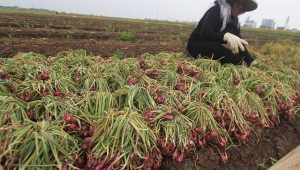 Petani Pessel Berpotensi Garap Budidaya Bawang Merah