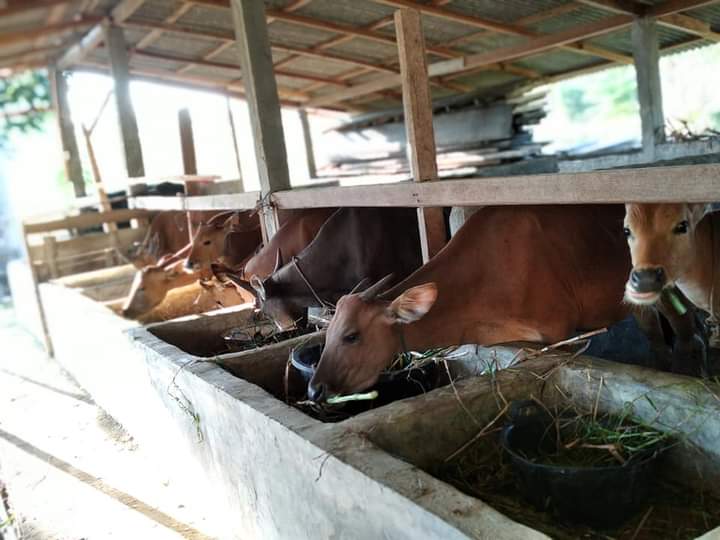 Pemkab Pessel Integrasikan Pemeliharaan Sapi Dengan Perkebunanan Sawit Sumbarbisnis Com