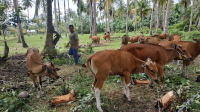 Dinas Pertanian Mentawai Salurkan 56 Ekor Sapi Bali Indukan