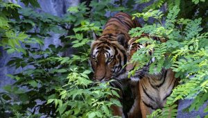 Resmi ! Kebun Binatang Bukittinggi Kini Punya Kandang Harimau Baru dan Zona Reptil
