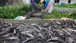 Punya Permintaan Bagus Dipasar, Kolam Ikan Air Tawar Kota Pariaman Terus Bertambah