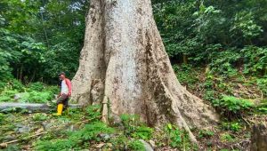 Pohon Raksasa Menjadi Objek Wisata Alam Baru di Koto Malintang