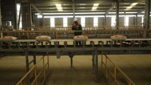 SMBR Laporkan Kenaikan Laba Bersih 25 Persen pada Kuartal III 2023