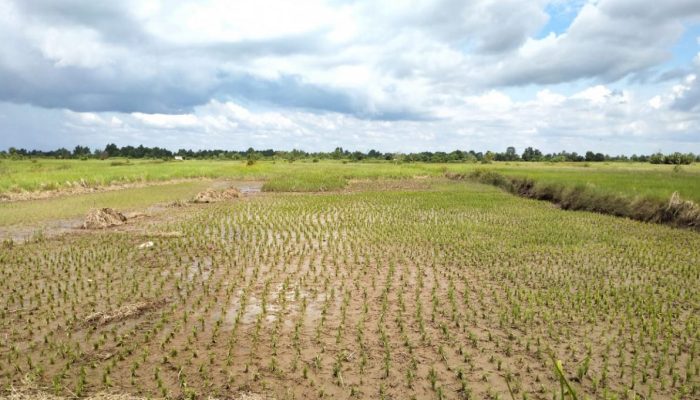 Perubahan Iklim Sebabkan Fenomena Tak Terduga di Pertanian Indonesia