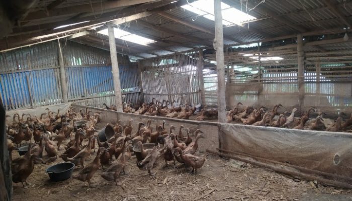 33 Kelompok di Agam Terima Bantuan Ternak dan Mesin Peternakan