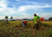 Pemkab Solok Gandeng Eratani Tingkatkan Produktivitas Pertanian