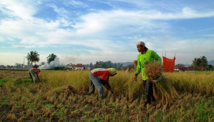 Pemkab Solok Gandeng Eratani Tingkatkan Produktivitas Pertanian