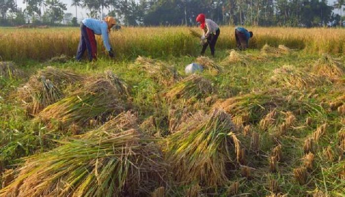 BPS : Ekonomi Sumbar Tumbuh 4,37% Triwulan I-2024