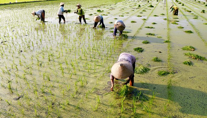 Disbuntanhor Kawal Program Pertanian Agar Tepat Sasaran di Sumbar