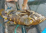 Sumbar Ekspor Ikan Kerapu ke Hongkong, Nilainya Miliaran