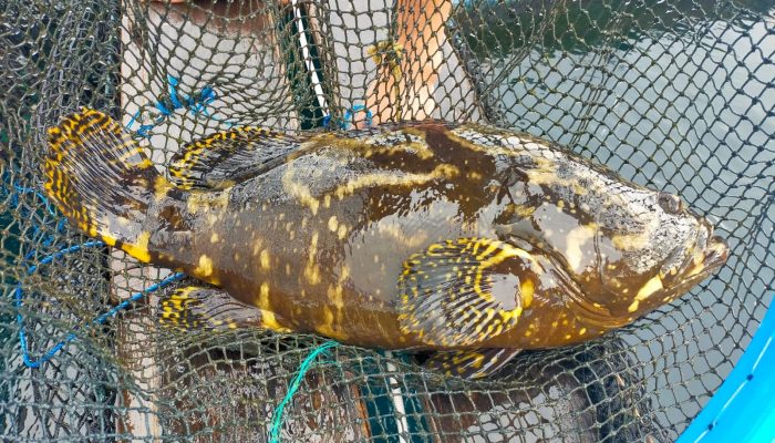 Sumbar Ekspor Ikan Kerapu ke Hongkong, Nilainya Miliaran