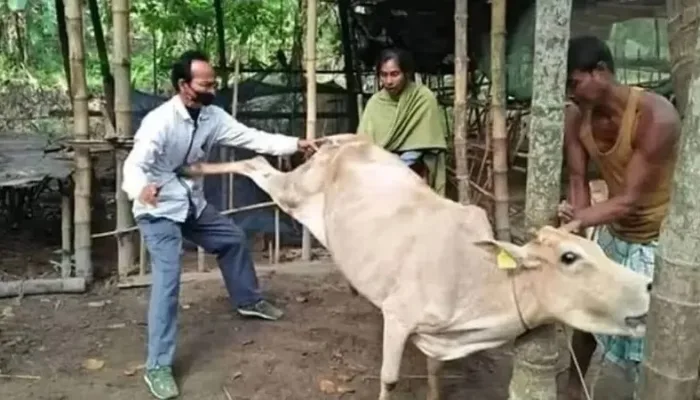 Sapi Kurban Tendang Pria Lansia Tanah Datar Hingga Tewas