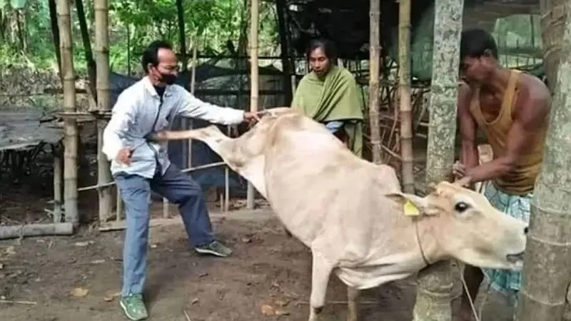 pria-lansia-di-tanah-datar-meninggal-ditendang-sapi-kurban,-begini-kronologinya