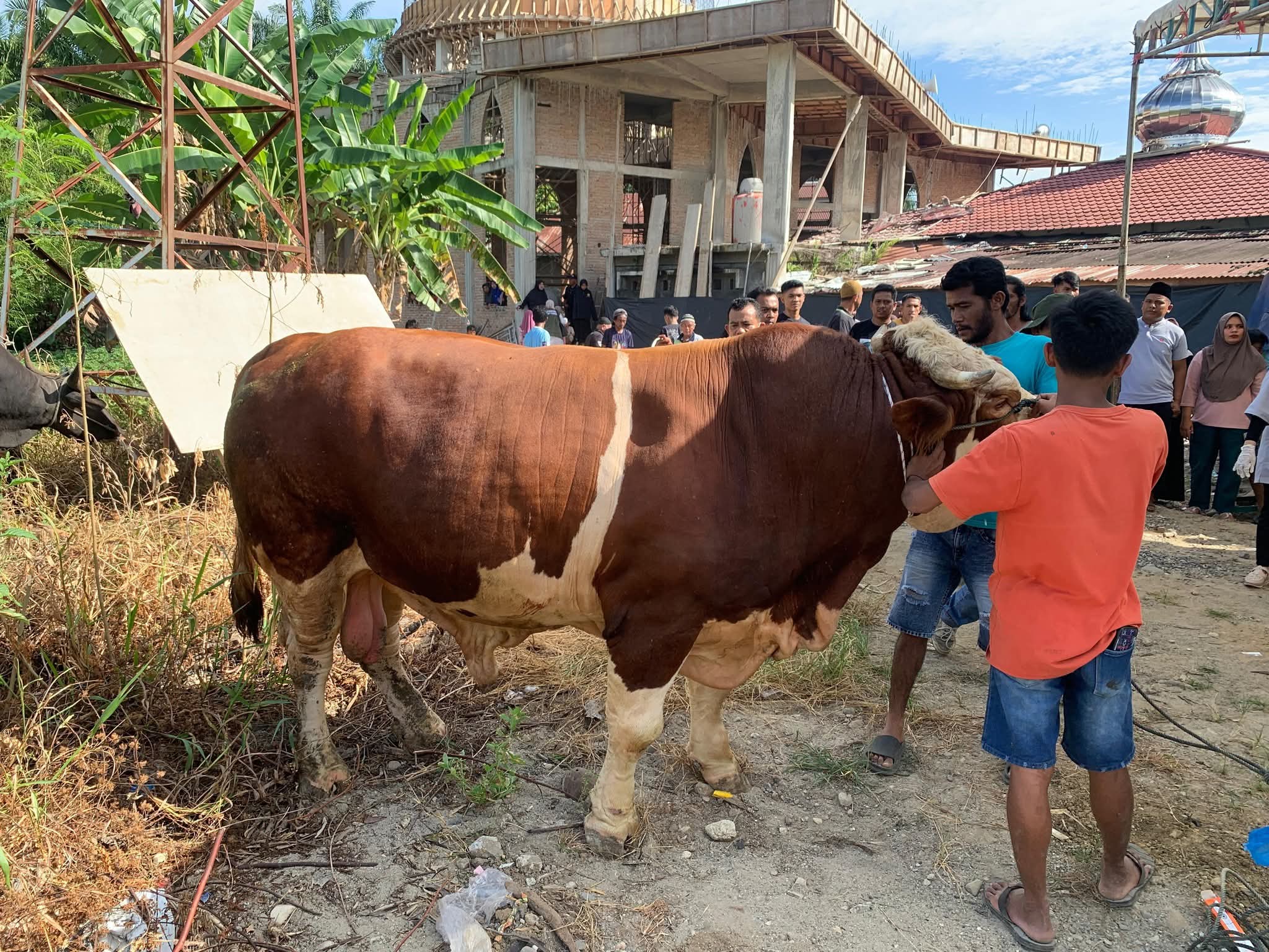 disembelih-di-masjid-al-mukminin,-sapi-kurban-presiden-di-pasbar-punya-bobot-1-ton