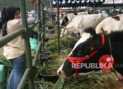 Indonesia Impor 250 Ribu Ekor Sapi Perah, Ini Penjelasan Kementan