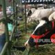 indonesia-impor-250-ribu-ekor-sapi-perah,-ini-penjelasan-kementan
