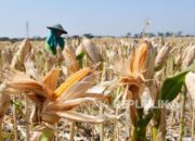 Kementan Tegaskan tak akan Impor Jagung Pakan pada 2025