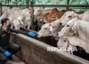 Zulhas Sebut Kuota Impor Sapi Hidup Kini Dibebaskan, Tahun Ini Targetkan 250 Ribu Ekor