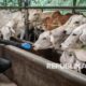 zulhas-sebut-kuota-impor-sapi-hidup-kini-dibebaskan,-tahun-ini-targetkan-250-ribu-ekor
