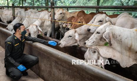 zulhas-sebut-kuota-impor-sapi-hidup-kini-dibebaskan,-tahun-ini-targetkan-250-ribu-ekor