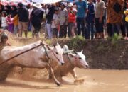 Pacu Jawi: Tradisi Perekat Persatuan dan Daya Tarik Wisata Tanah Datar