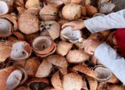 Permintaan Global Naik, Hilirisasi Kelapa Jadi Prioritas Indonesia