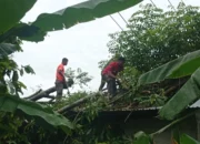Setiap Hujan dan Angin Kencang, Pohon Bertumbangan di Padang