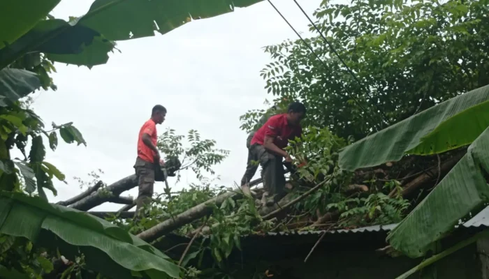 Setiap Hujan dan Angin Kencang, Pohon Bertumbangan di Padang