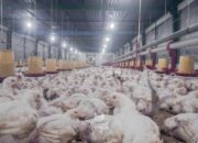 Kementan Gandeng Satgas Pangan untuk Stabilkan Harga Ayam Hidup