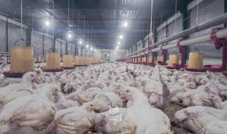 kementan-gandeng-satgas-pangan-untuk-stabilkan-harga-ayam-hidup