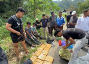 Tiga Kurir Terciduk BNNP Sumbar Bawa 17 Kilogram Ganja