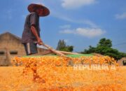 Prabowo Sebut Produksi Beras dan Jagung Sudah Naik 50 Persen Dari Awal Menjabat