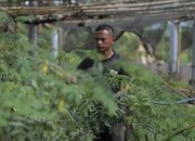 500 Ha Lahan Kering dan Kritis Disulap jadi Ladang Bahan Baku Biomassa
