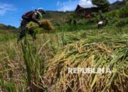 FAO Proyeksikan Produksi Beras Indonesia 2025-2026 Catat Rekor 35,6 Juta Ton