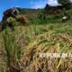 fao-proyeksikan-produksi-beras-indonesia-2025-2026-catat-rekor-35,6-juta-ton