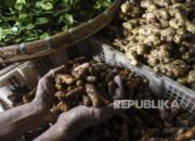 Ekspor Bumbu dan Rempah Indonesia ke Mesir Meningkat Tajam