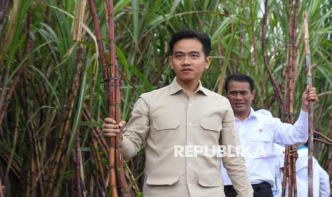 wapres-gibran:-pemerintah-komit-dukung-petani-tebu-capai-swasembada-gula