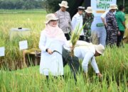 Banyuwangi Punya Ekosistem Beras Biofortifikasi Skala Industri Pertama di Indonesia