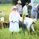 banyuwangi-punya-ekosistem-beras-biofortifikasi-skala-industri-pertama-di-indonesia