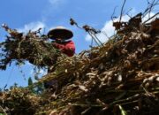 Pemerintah Mulai Produksi Kedelai dan Bawang Putih untuk Tekan Impor